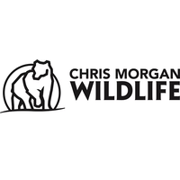 Chris Morgan Wildlife