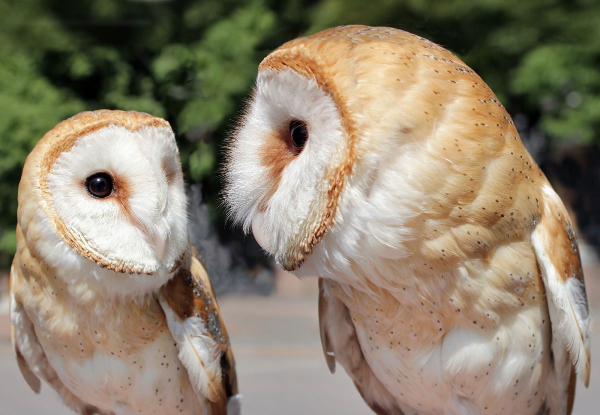 What Are Popular Characteristics of Barn Owls?
