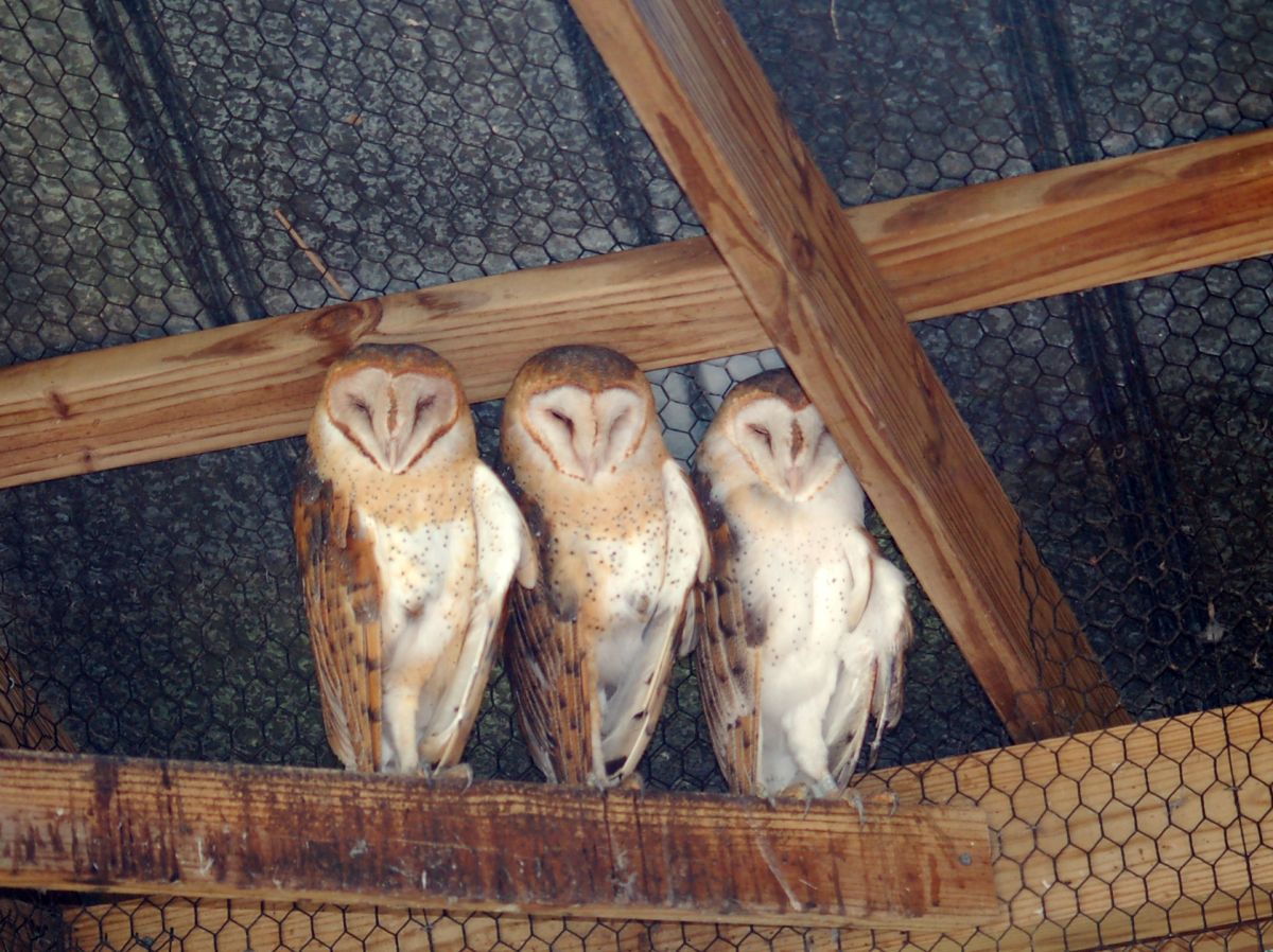 Barn Owls: Owl City