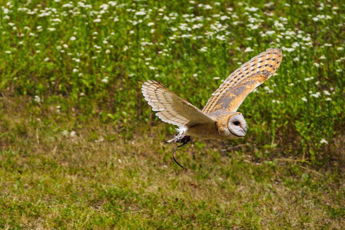 Harvest Hunters: What Barn Owls Eat in Fall