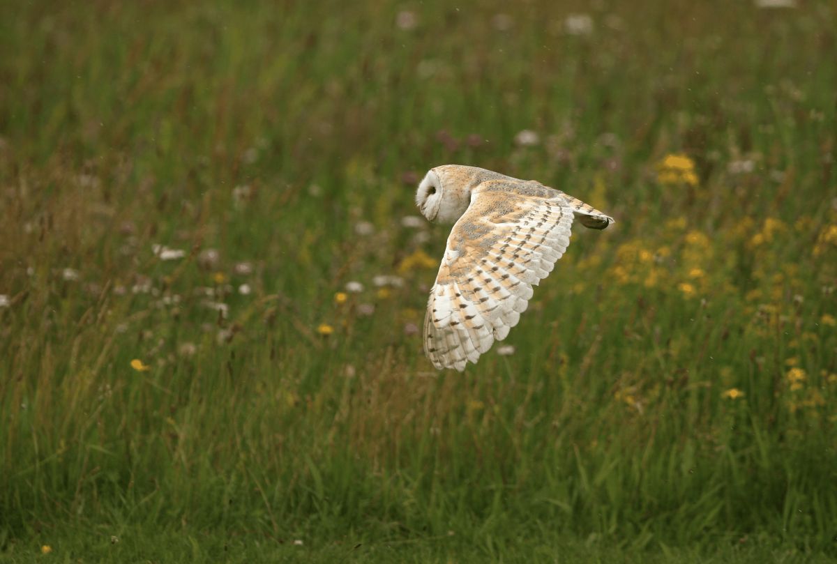 The Barn Owl: A Farmer's Best Friend
