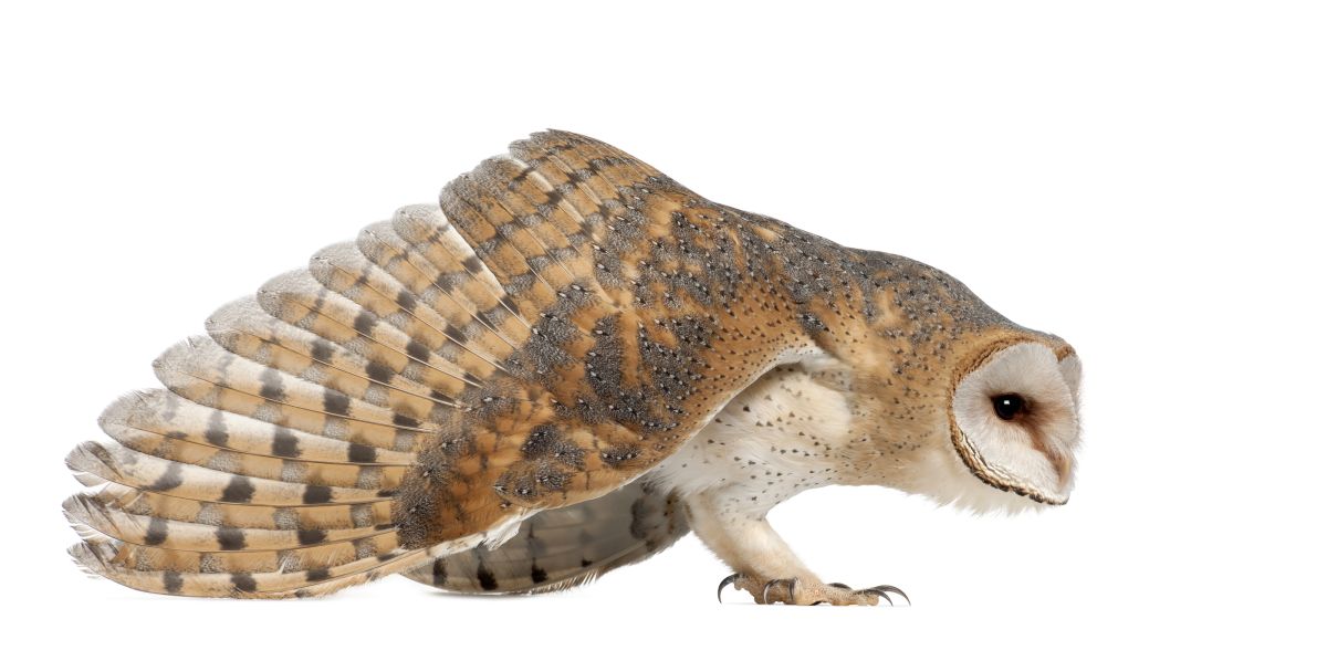 Barn Owls: The Perfect Diet