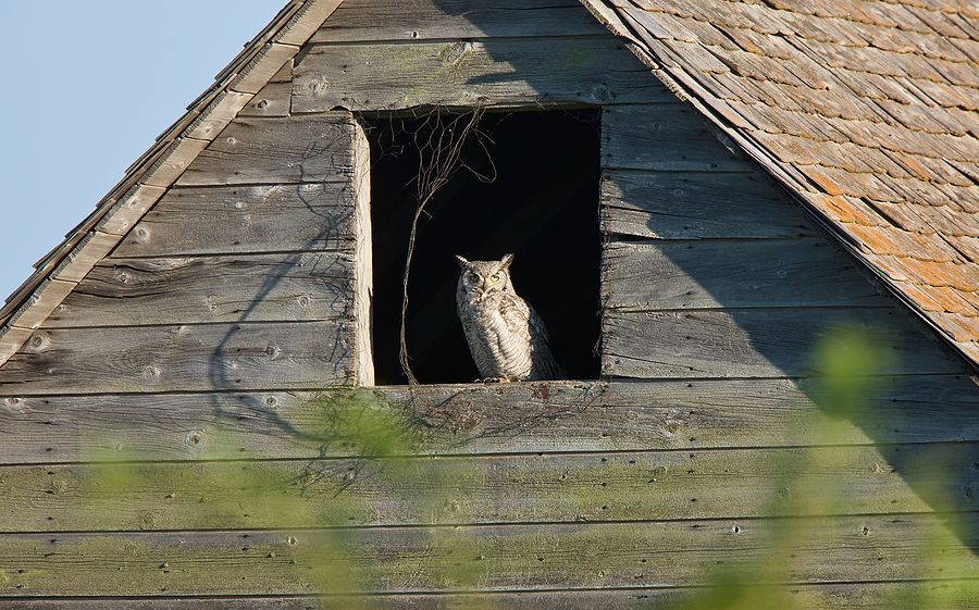 Barn Owls: Home Sweet Home