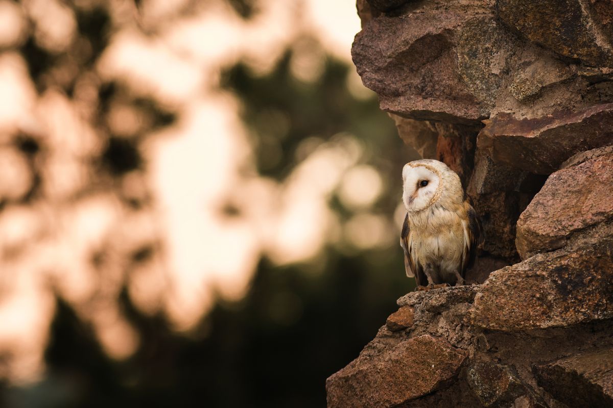 Barn Owls: The Perfect Hunter