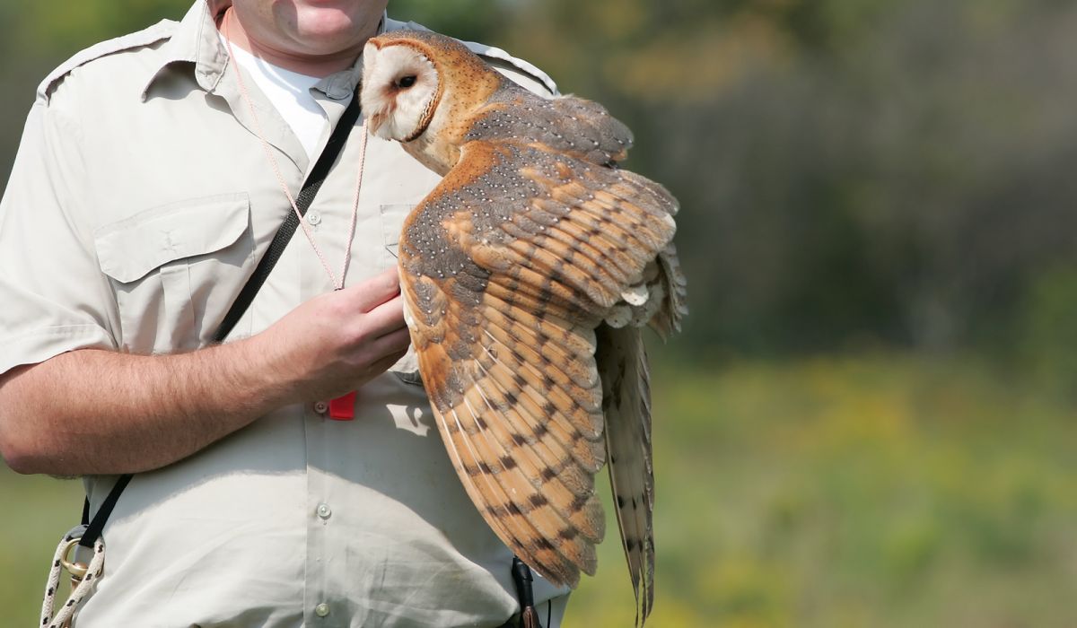 Barn Owls in the Classroom